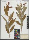 Foto von Salix rigida Muhl.